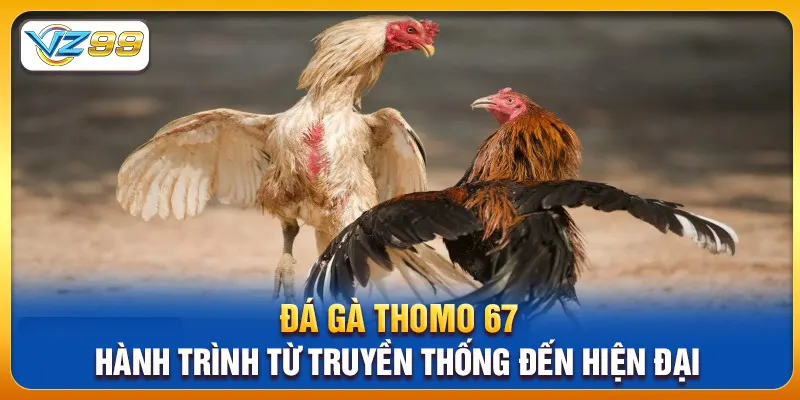 Đá Gà Thomo 67 – Hành Trình Từ Truyền Thống Đến Hiện Đại